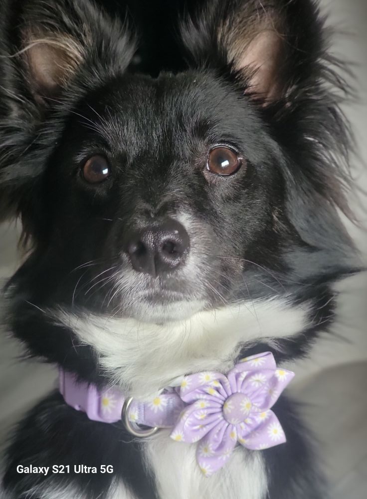 Rover Sitters vs Professional Pet Sitters: And the Experience Your Pet Has With Me