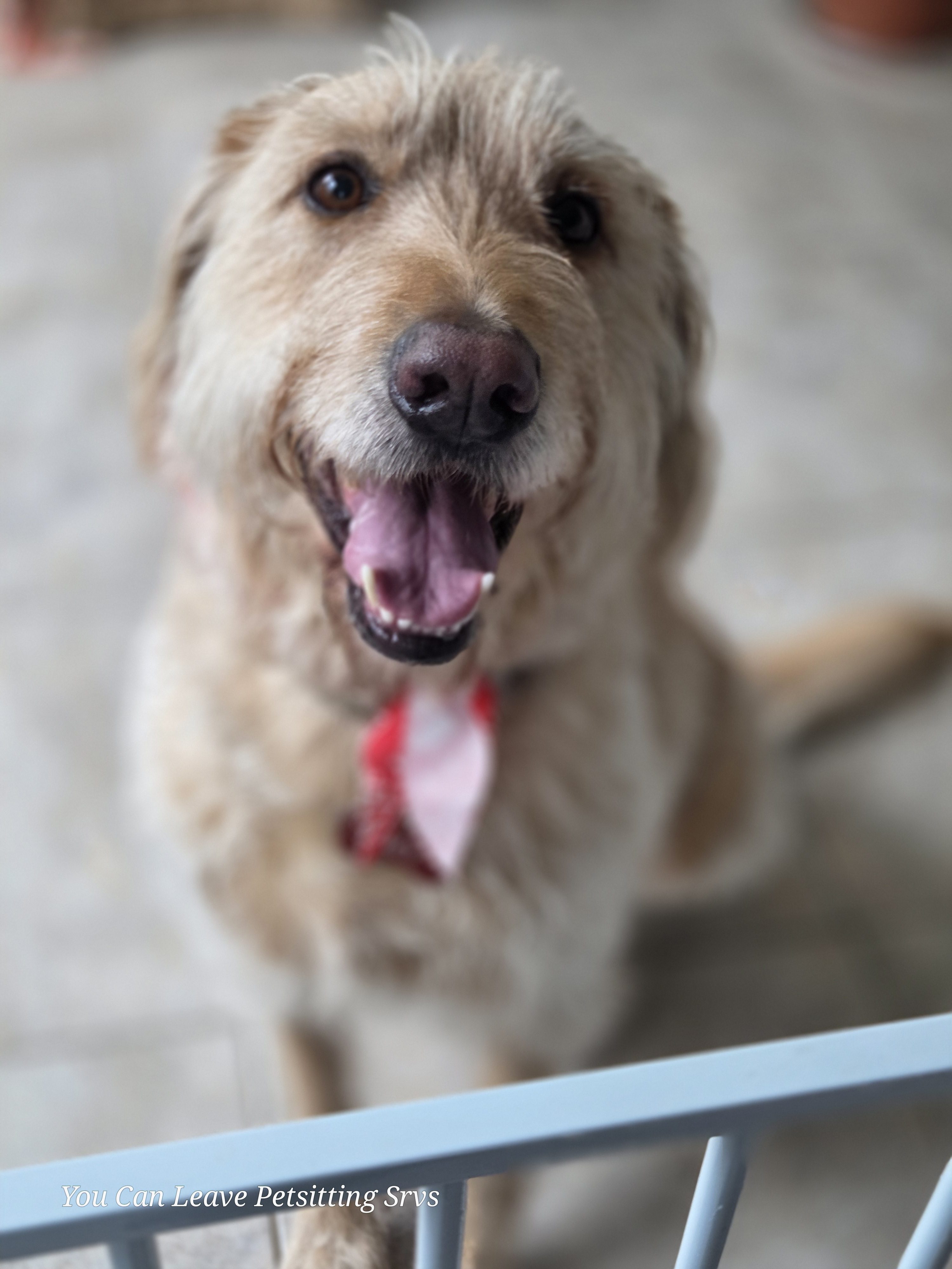 What Happens During a Pet Sitting Visit | Professional Pet Sitter in Austin, TX