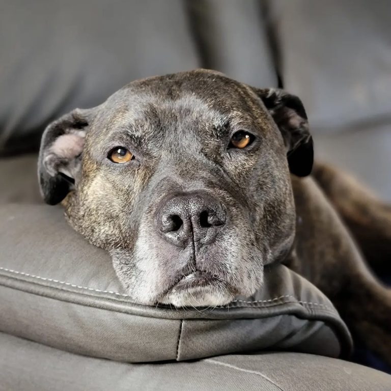 Brown and gray dog resting on a leather couch, looking directly at the viewer.