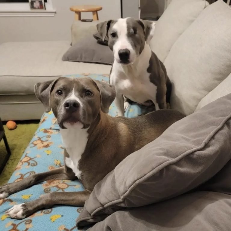 Two dogs resting on a couch with colorful fabric and pillows in a cozy living room.