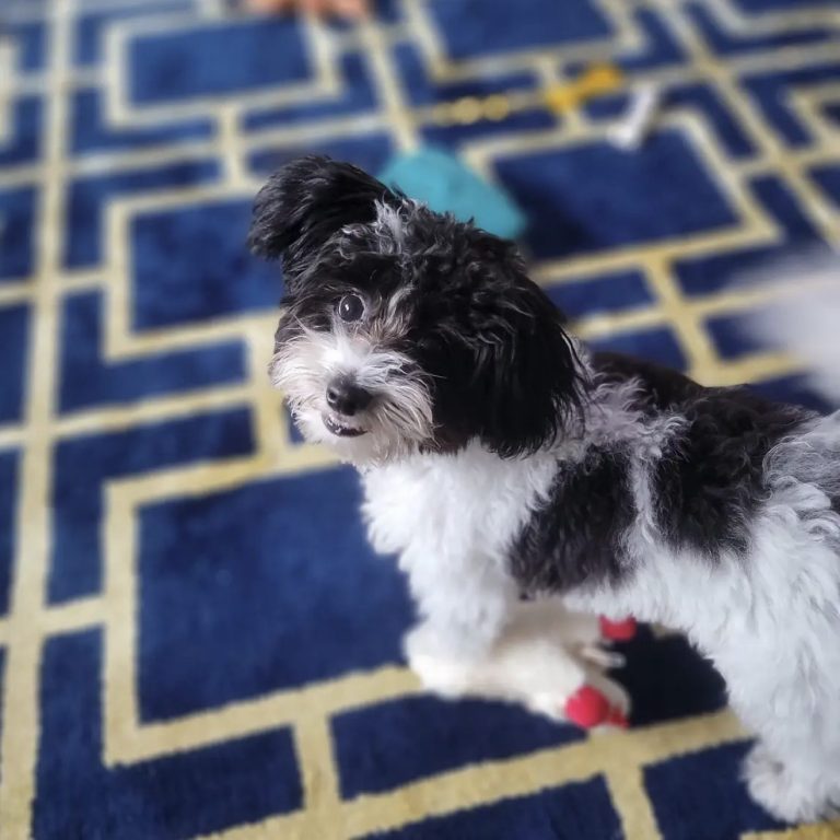 Black and white furry dog standing on a patterned blue carpet.