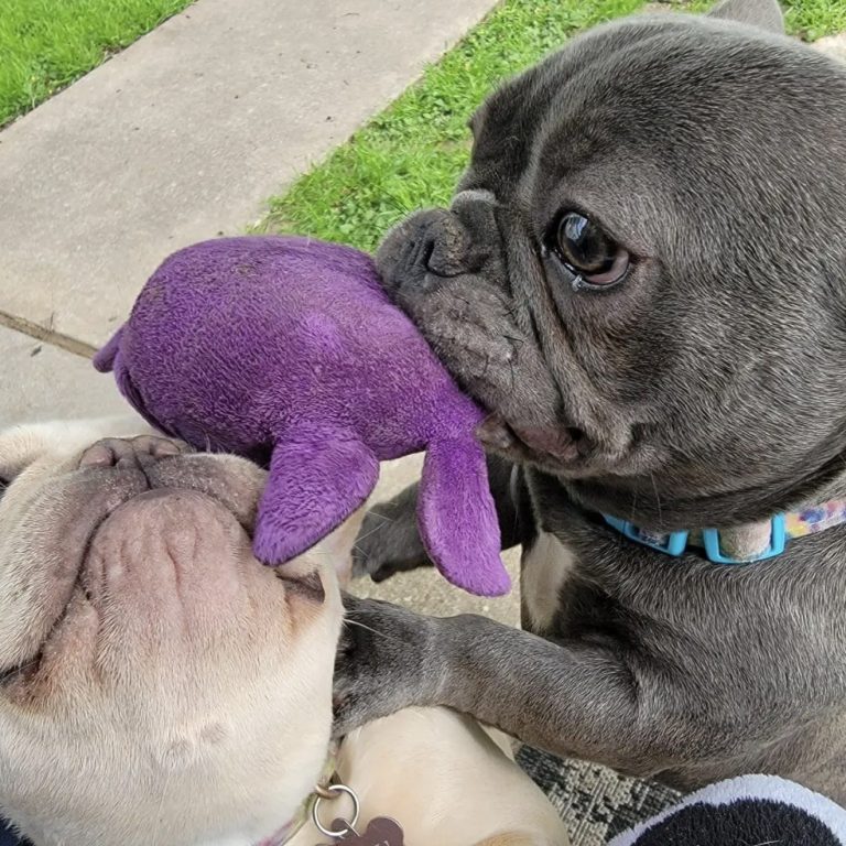 Two dogs play together with a purple toy, one holding it in its mouth.